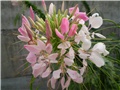 cleoma